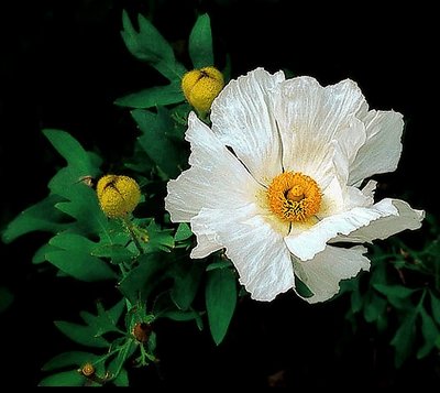 white beauty 3