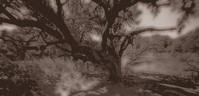 Dream Tree