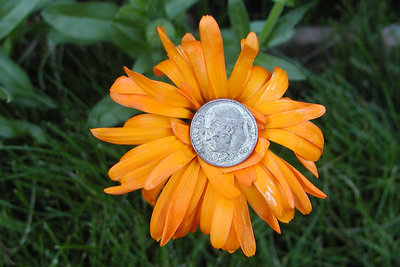 Coin Flower Dime