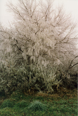 Green & Frosty