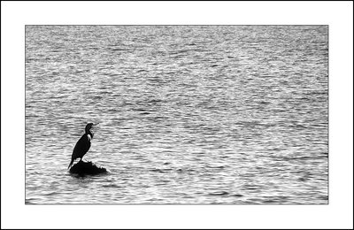 Il Cormorano