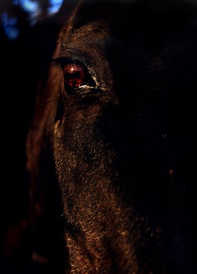 horse  eyes