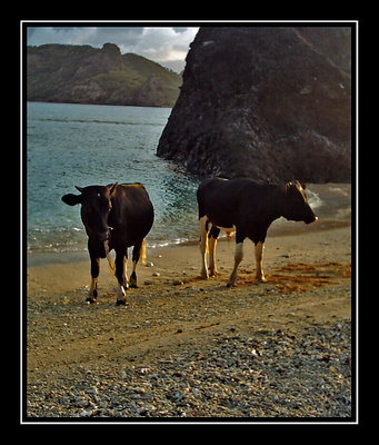 And there they were: The Sunset BeachCows