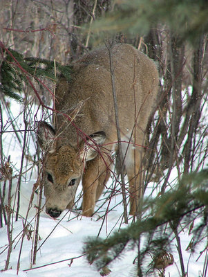 Foraging