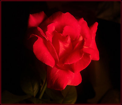 Night Red Rose