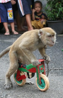 Monkey Racer