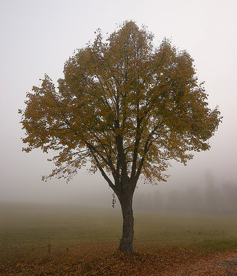 Foggy morning