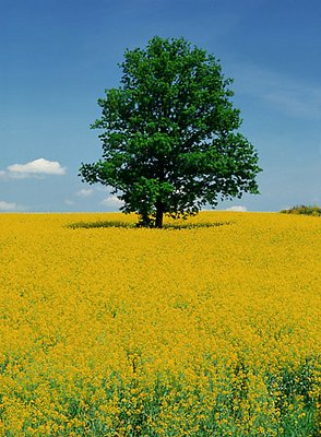 Tree in Rape Field