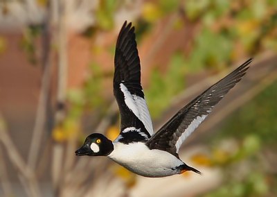 Common Goldeneye