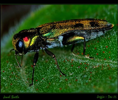 Jewel Beetle