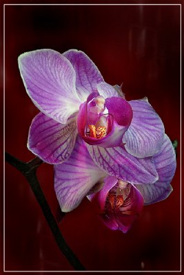 ---ORCHID FOR A...