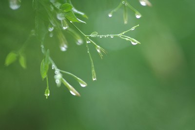 Rain drops....