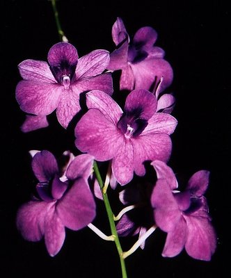 Purple Orchids