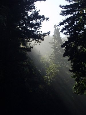 Redwoods