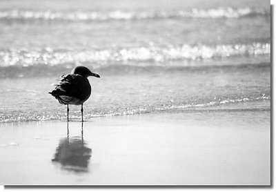 Alone at the beach