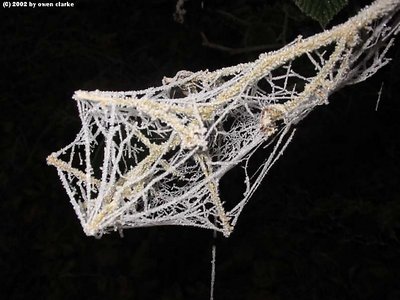 frozen web