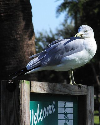 Welcoming Ringed-Bill Gull