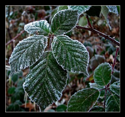 Frosted Blackberries