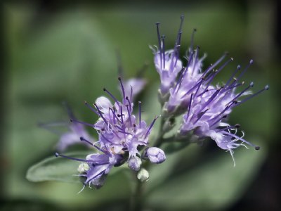 Unknown Buterfly Plant