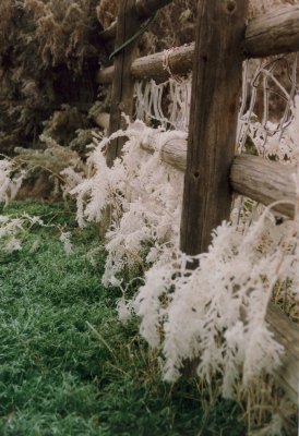 Along the fence
