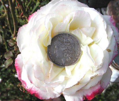Coin Flower Morgan