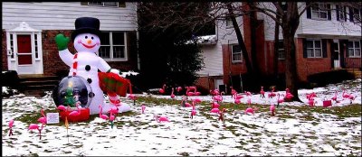 Christmas  Flamingos??
