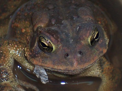 Toad finishing lunch