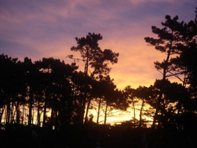 Pines & Sunset