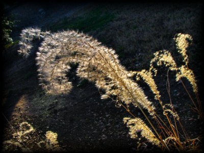 Crystal Grass