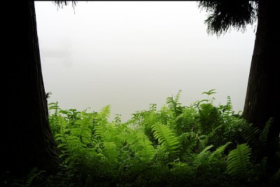 trees, ferns and foggy lake