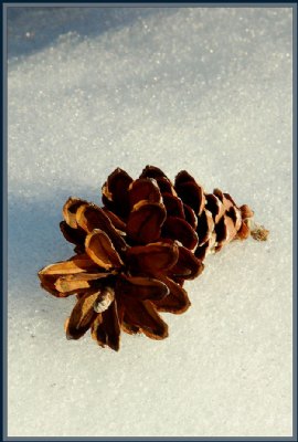 Pinecone