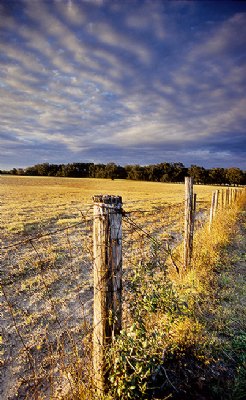 a field of trenton.