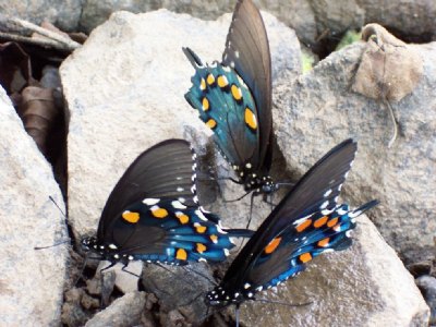 dancing butterflies