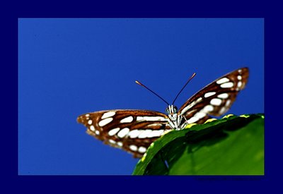 Love in my eyes....(Butterfly)