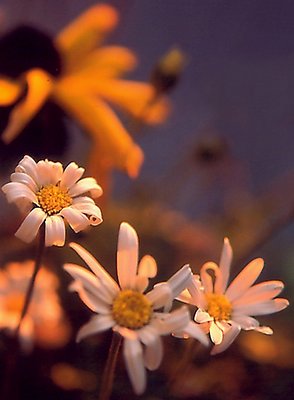 Sunset Daisies