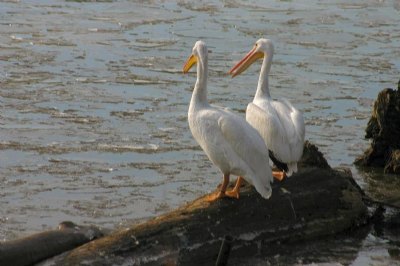 Winter Pelicans