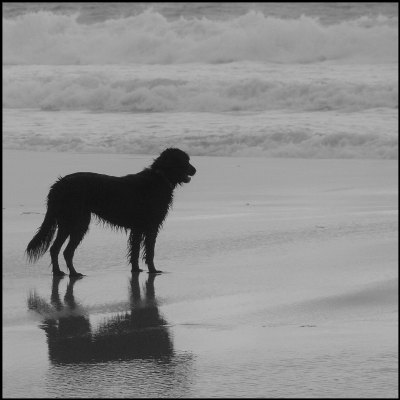 A dog reflects upon the tide