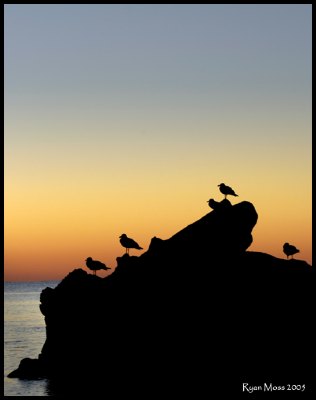 Gulls at Dusk