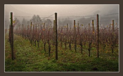 Grapes in Fog