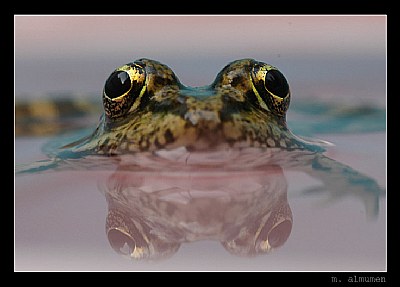 Frog Eyes