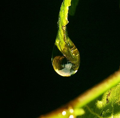 ABUTILON TEAR