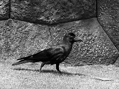 crow sage