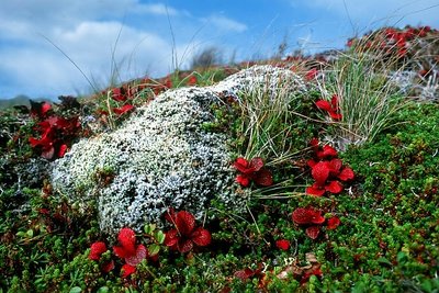 Alaska Tundra