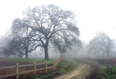 Foggy Morning