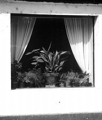 The Window
