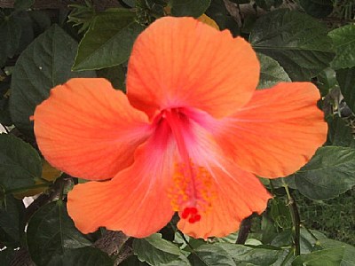 Orange Floral In Pattern