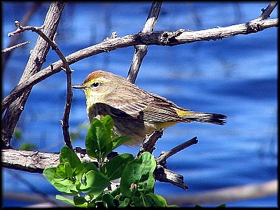 Palm Warbler