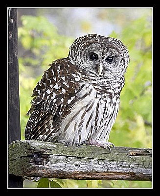 Barred Owl