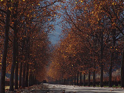 Fall in the Napa Valley