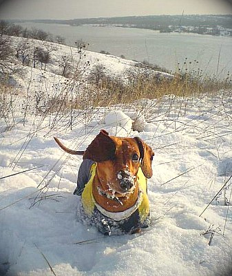 Snowy Dog